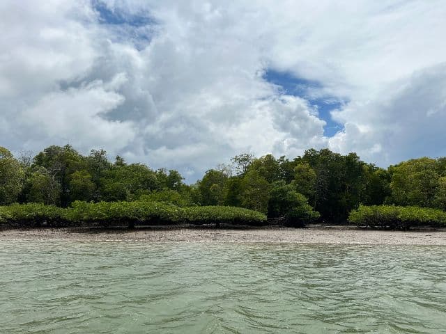 Tawau Mangrove Cruise | Borneo