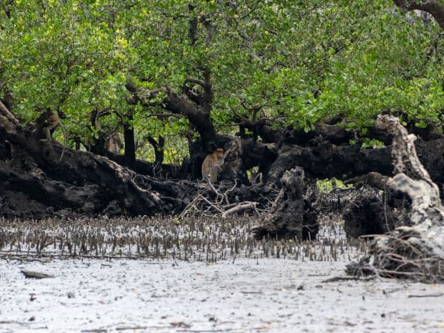 Tawau Mangrove Cruise | Borneo