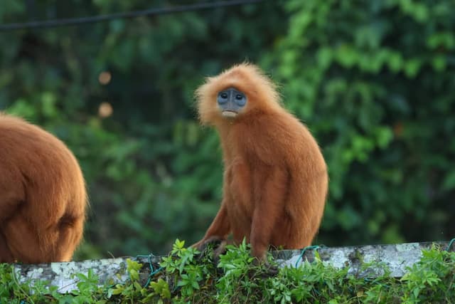 Tawau Hills wildlife safari | Borneo