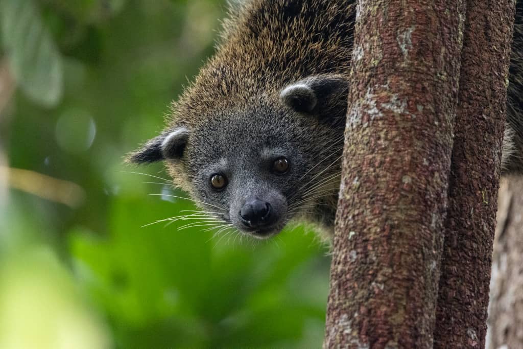 Danum Valley wildlife safari | Borneo