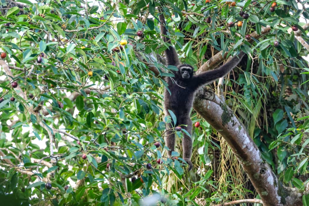 Danum Valley wildlife safari | Borneo