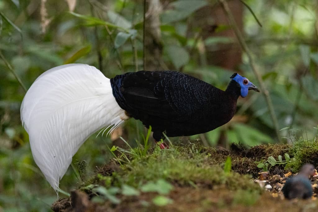 Brunei Wildlife Trip