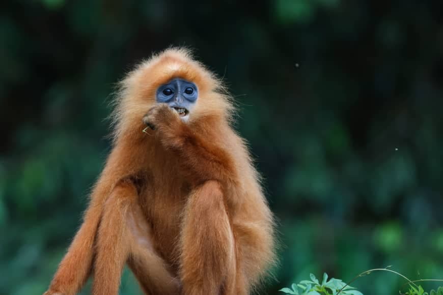 Danum Valley wildlife safari | Borneo