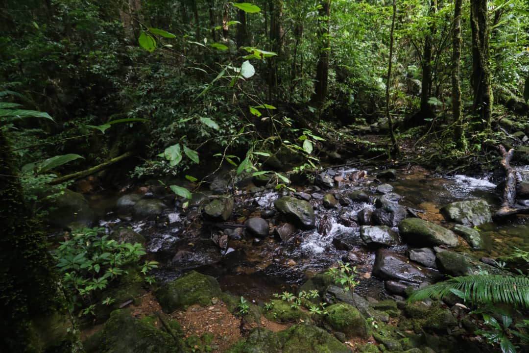 Danum Valley wildlife safari | Borneo