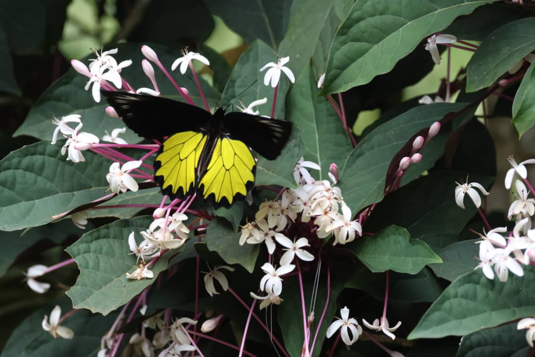 Brunei Wildlife Trip