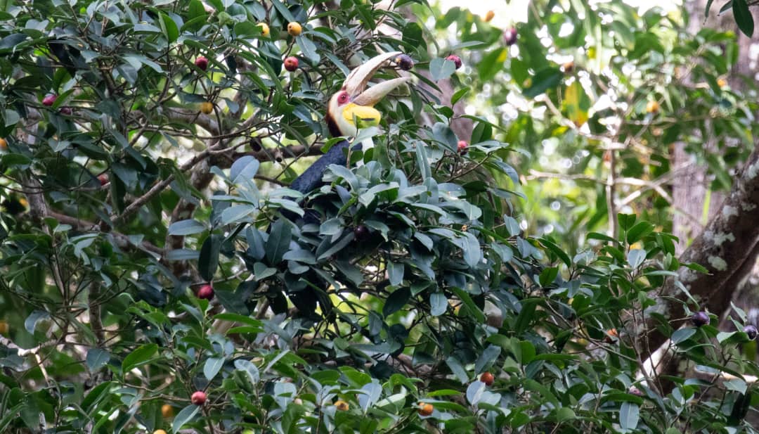 Danum Valley wildlife safari | Borneo