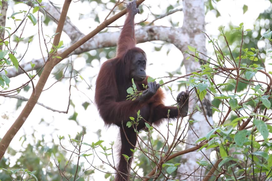 Tawau Hills and Kinabatangan wildlife safari | Borneo