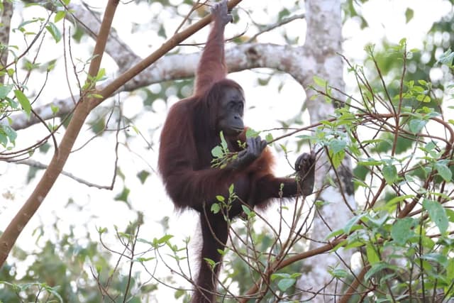 Kinabatangan wildlife safari | Borneo
