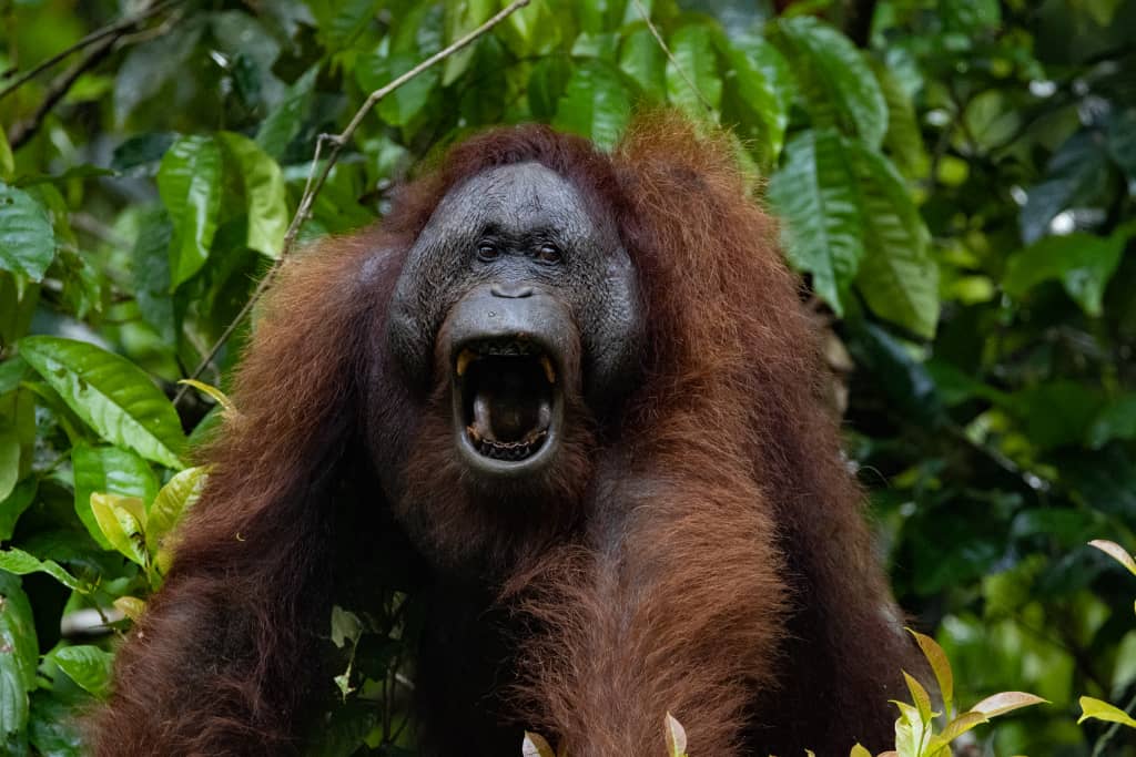 Danum Valley wildlife safari | Borneo