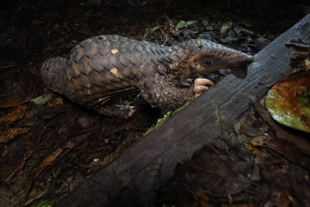 Tawau Hills and Kinabatangan wildlife safari | Borneo