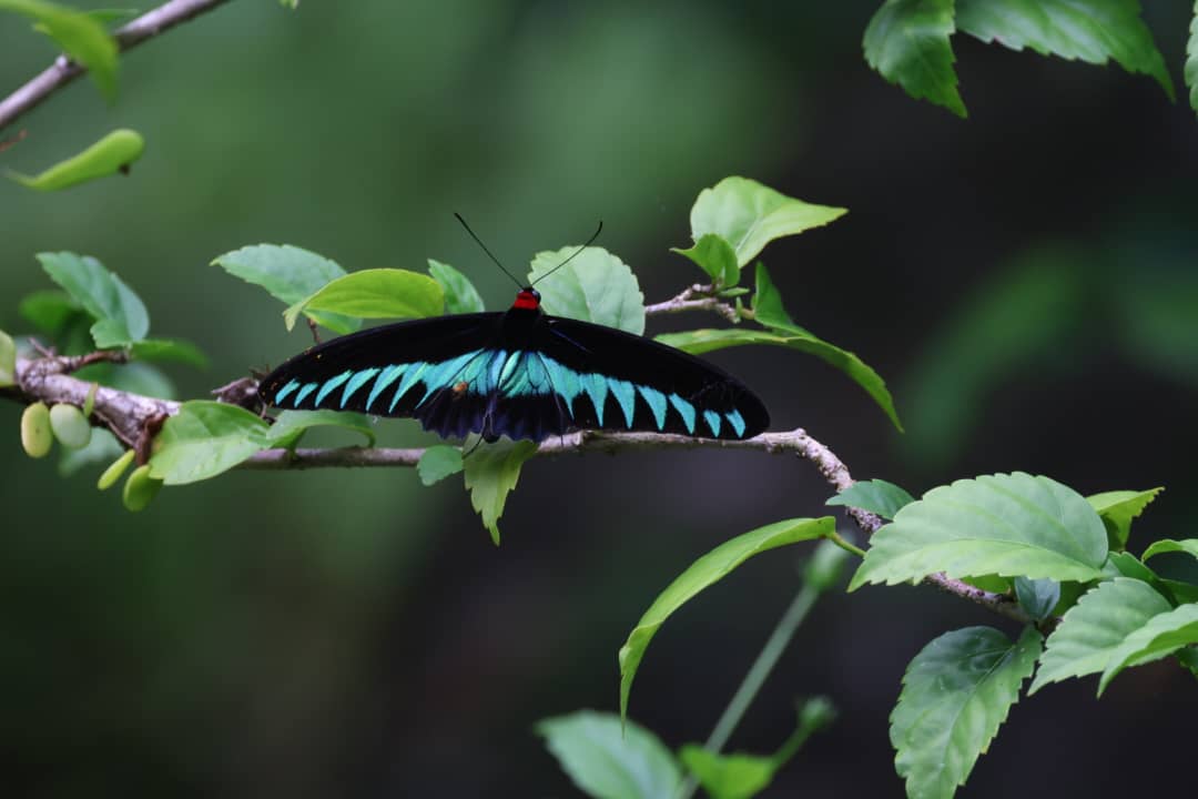 Brunei Wildlife Trip