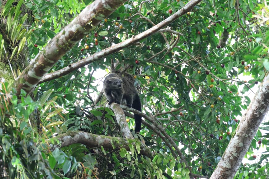 Tawau Hills and Kinabatangan wildlife safari | Borneo