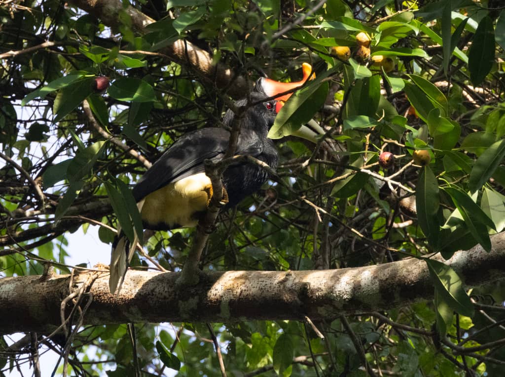 Tawau Hills and Kinabatangan wildlife safari | Borneo