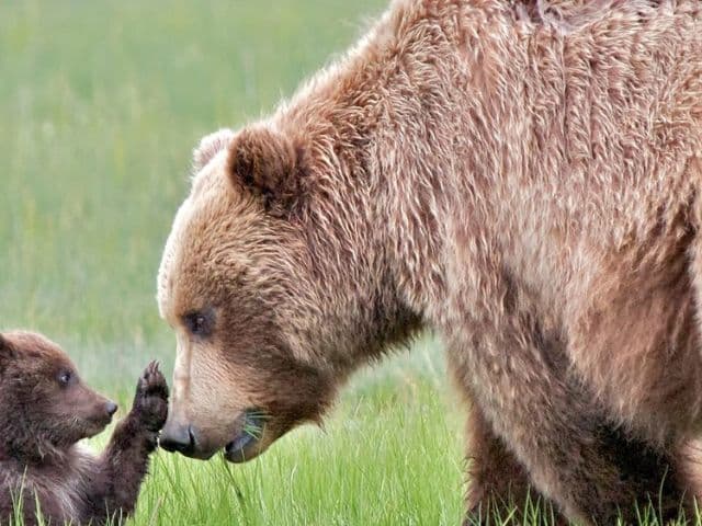 Moraine Lake and Lake Louise: hiking, canoeing & wildlife