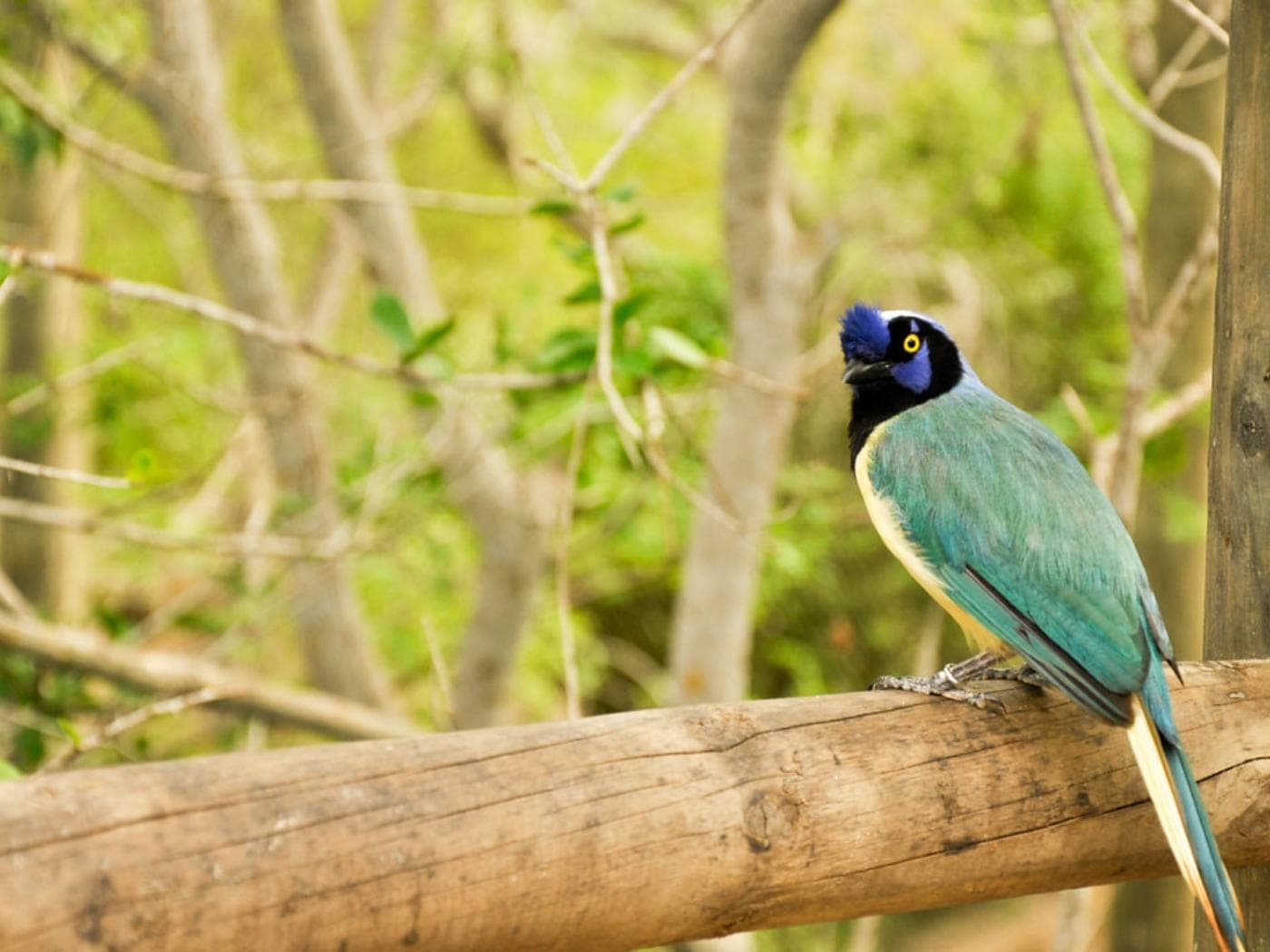 National Aviary trip from Cartagena