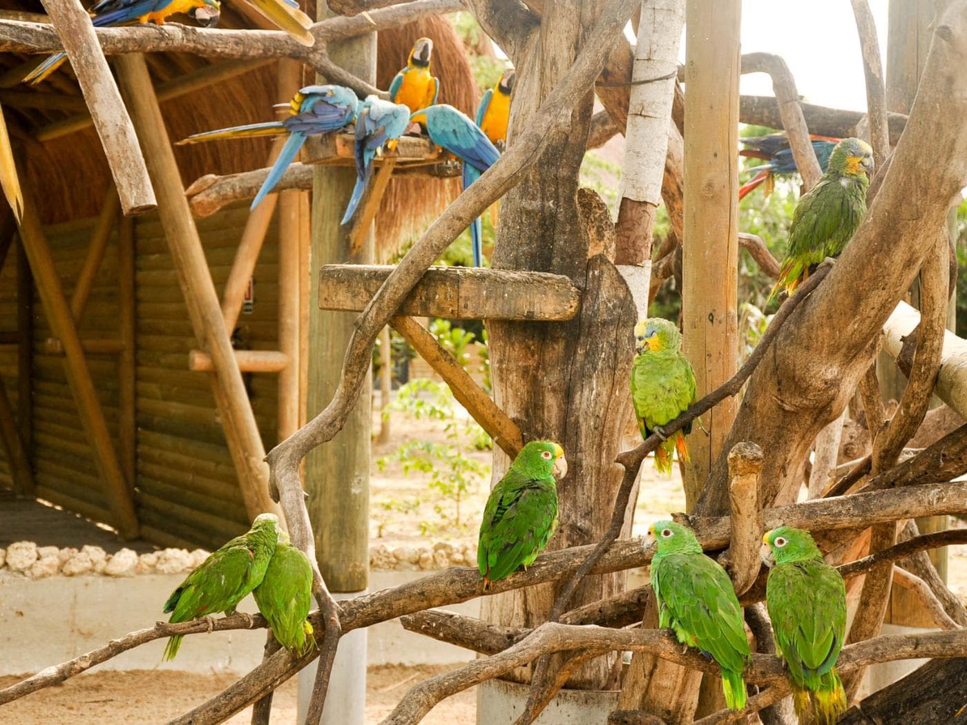 National Aviary trip from Cartagena