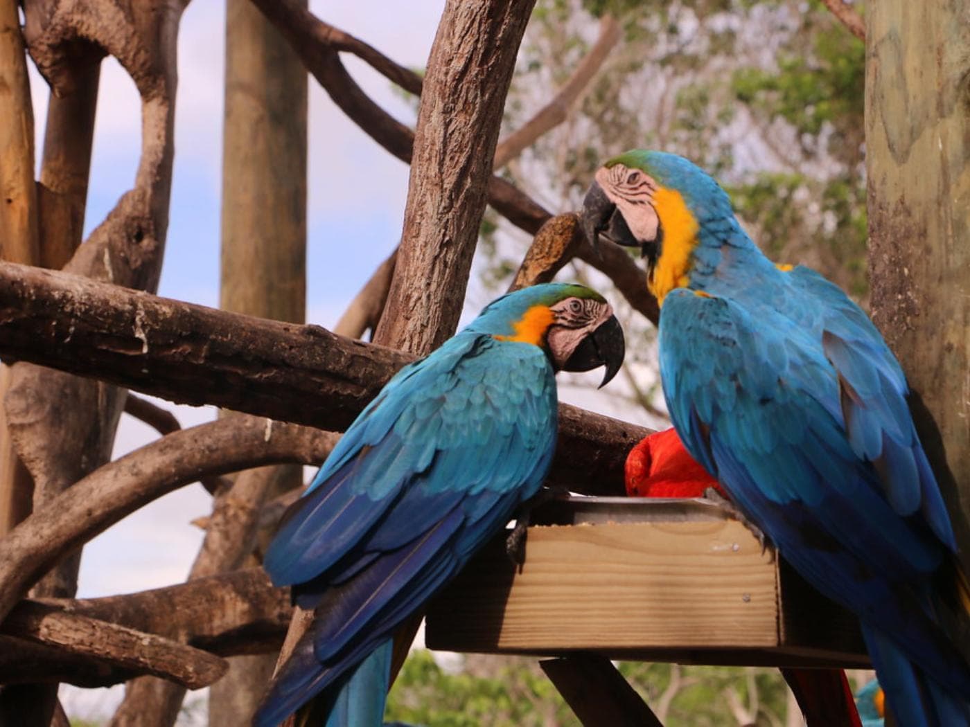 National Aviary trip from Cartagena