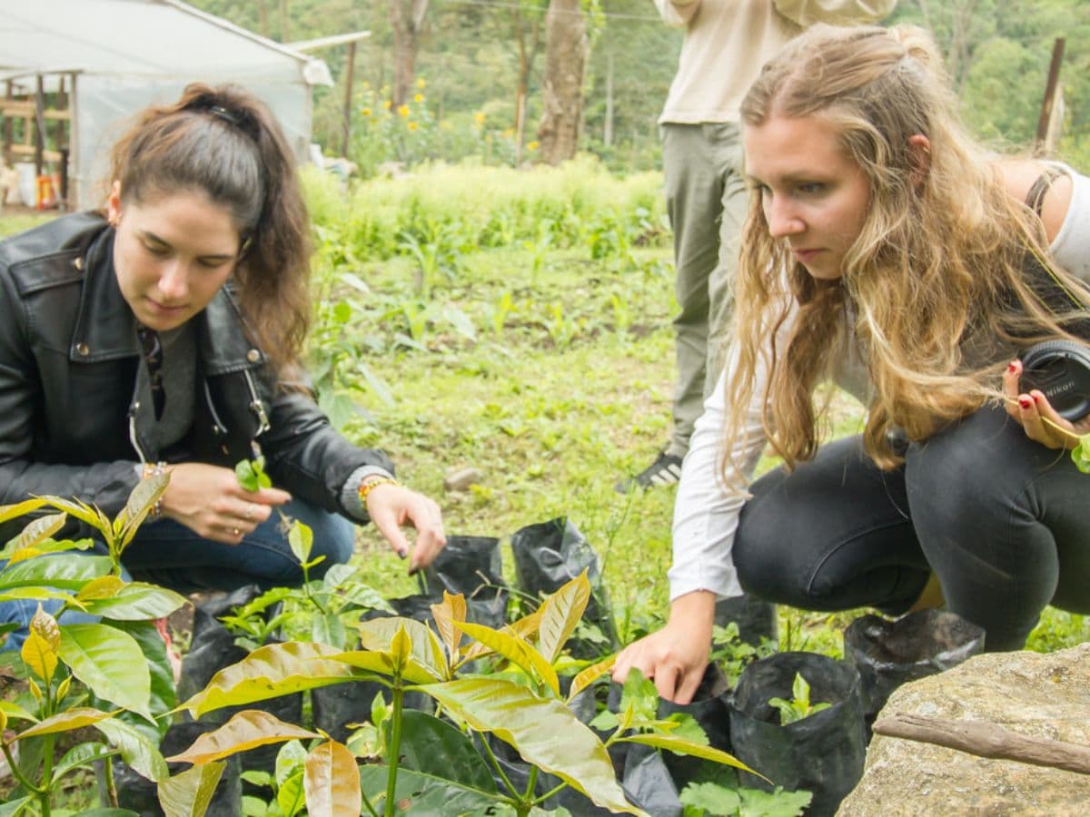 From Seed to Cup - Coffee Farm Experience at La Palma & El Tucán | Bogotá