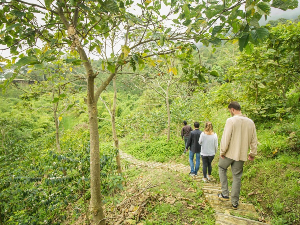 From Seed to Cup - Coffee Farm Experience at La Palma & El Tucán | Bogotá