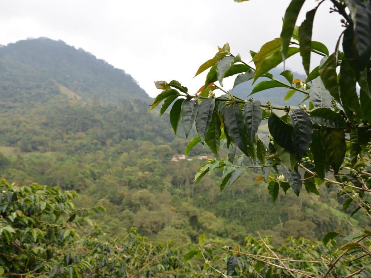 From Seed to Cup - Coffee Farm Experience at La Palma & El Tucán | Bogotá