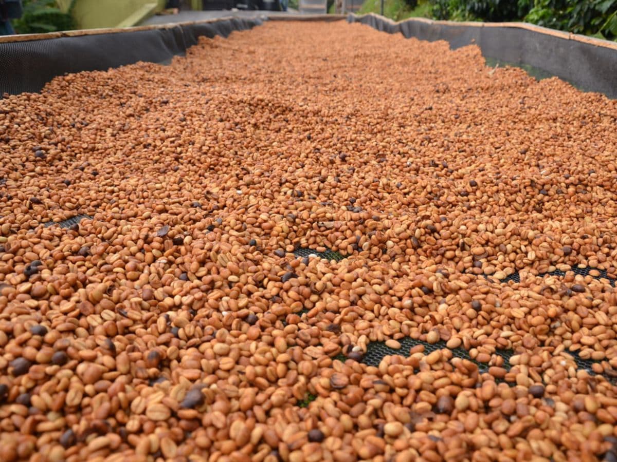 From Seed to Cup - Coffee Farm Experience at La Palma & El Tucán | Bogotá