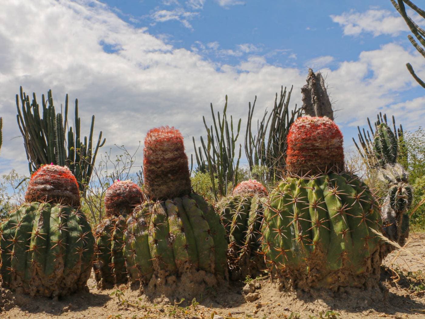 Upside-down world in La Tatacoa Desert: Stars and Martian landscape