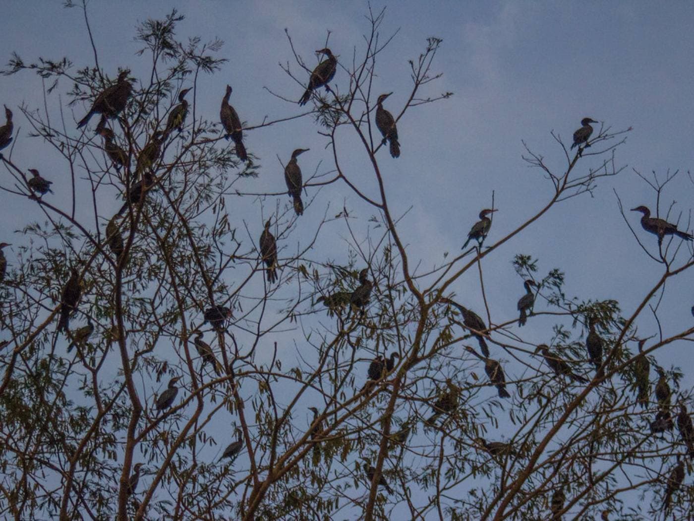 Birdwatching boat tour in Mompox
