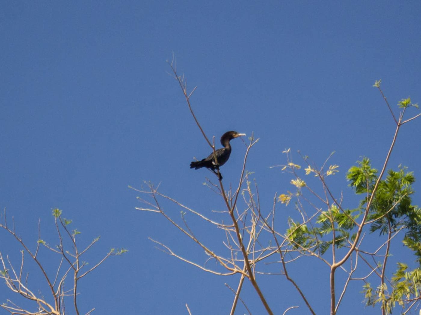 Birdwatching boat tour in Mompox