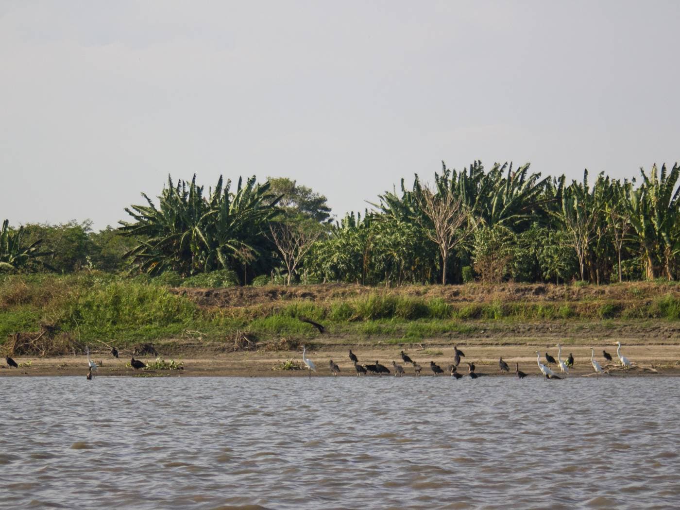 Birdwatching boat tour in Mompox