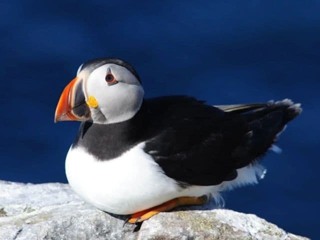 Puffin cruise | Farne Island
