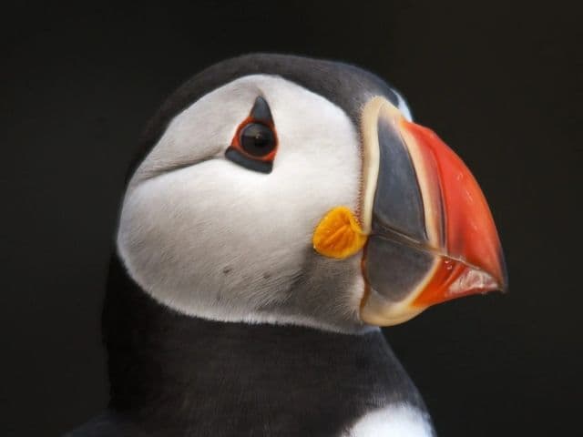 Puffin cruise | Farne Island