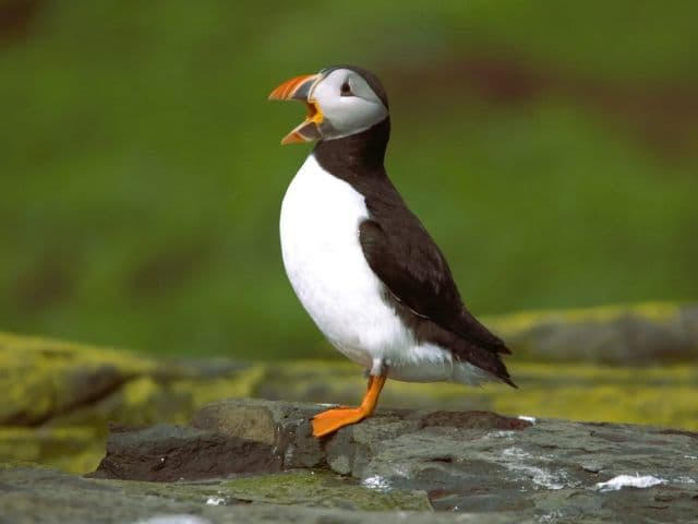 Puffin cruise | Farne Island