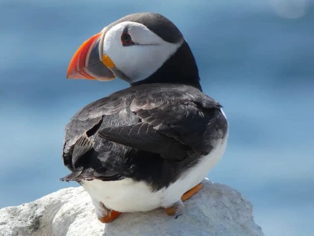 Inner Farne landing Boat Trip