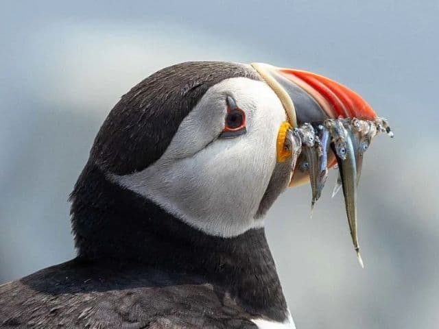 Inner Farne landing Boat Trip