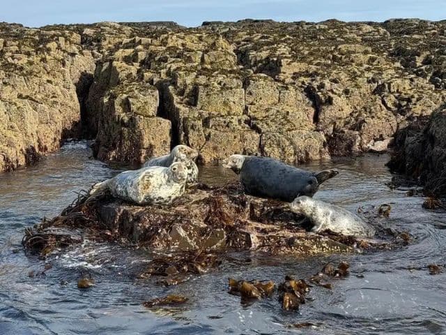 Inner Farne landing Boat Trip