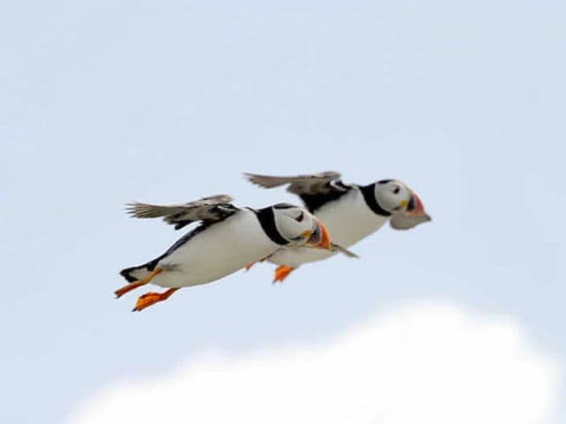 Puffin seabird cruise with seals