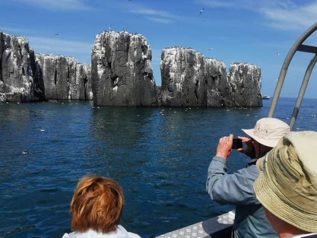 Puffin seabird cruise with seals