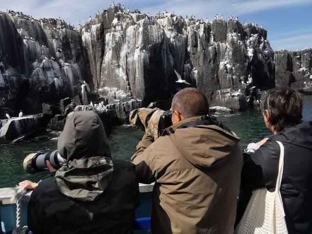 Puffin seabird cruise with seals
