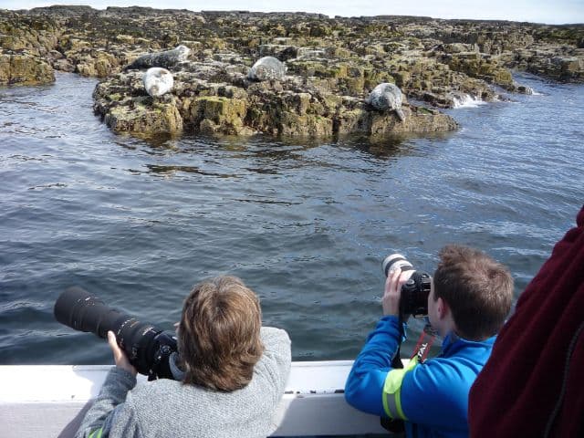 Puffin seabird cruise with seals
