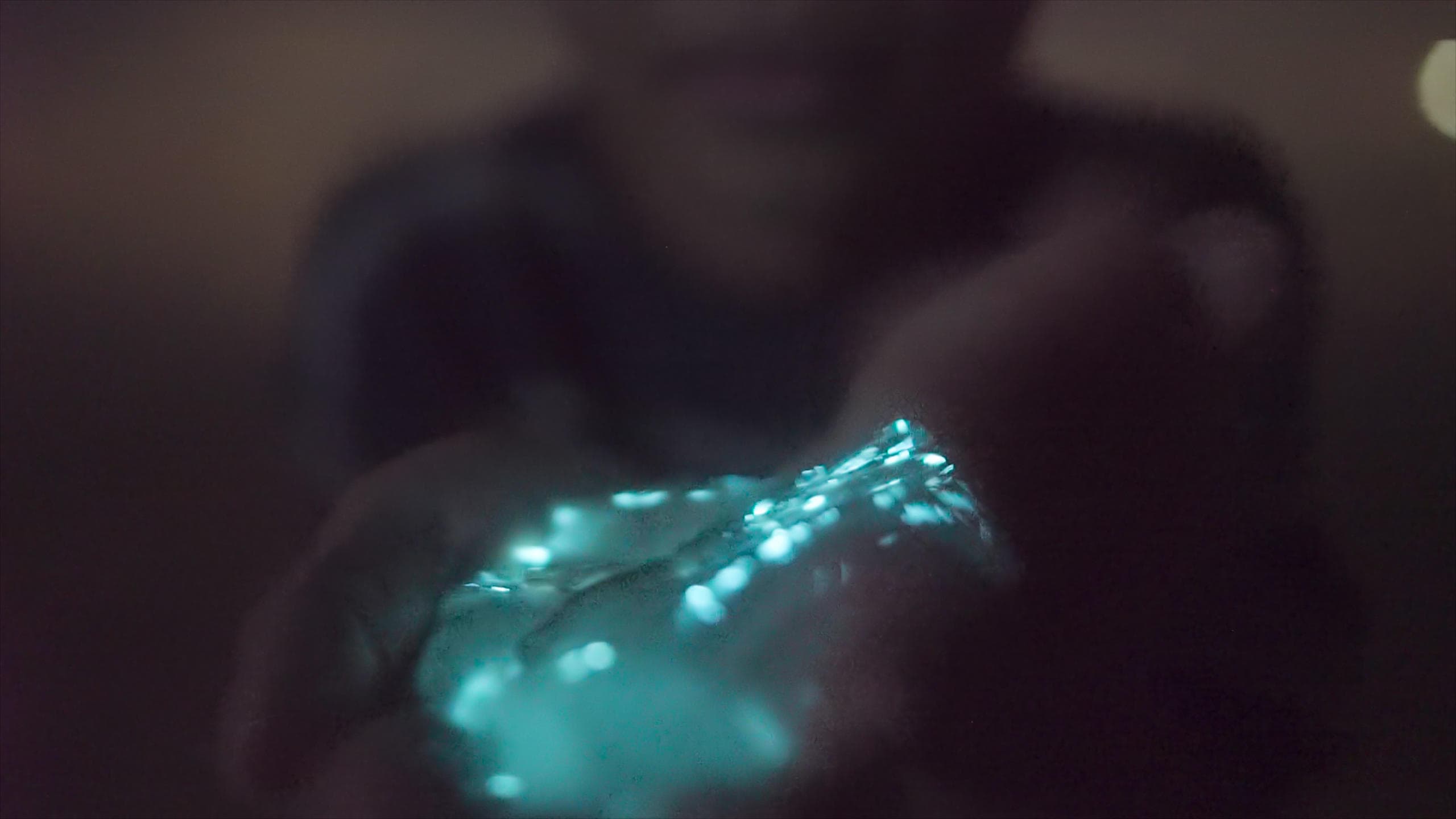 Comb Jelly Bioluminescence Tour