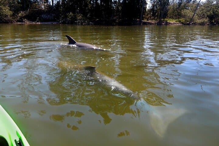 Manatee & Dolphin Kayak Tour