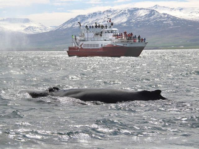 Akureyri Express Whales & Eyjafjord | Iceland