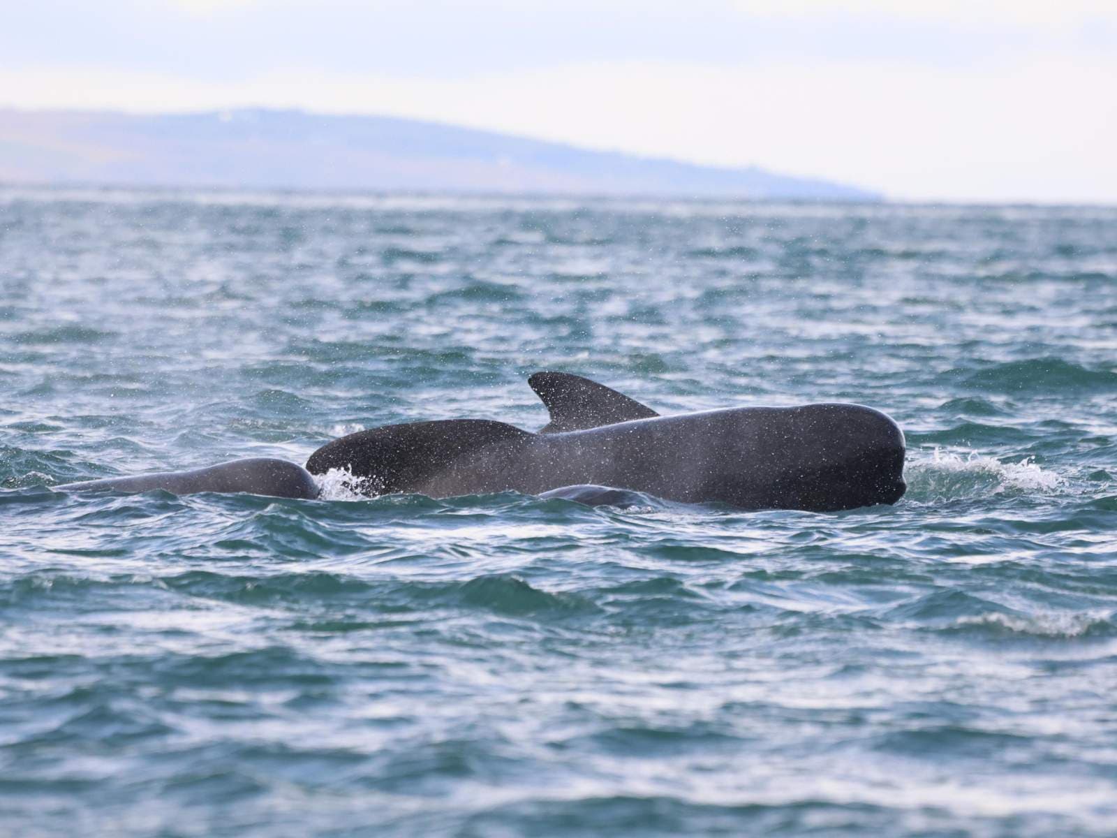 Akureyri Express Whales & Eyjafjord | Iceland