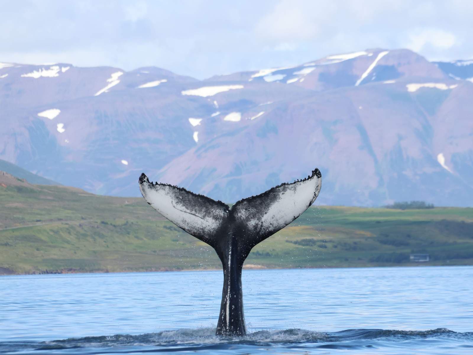 Akureyri Express Whales & Eyjafjord | Iceland
