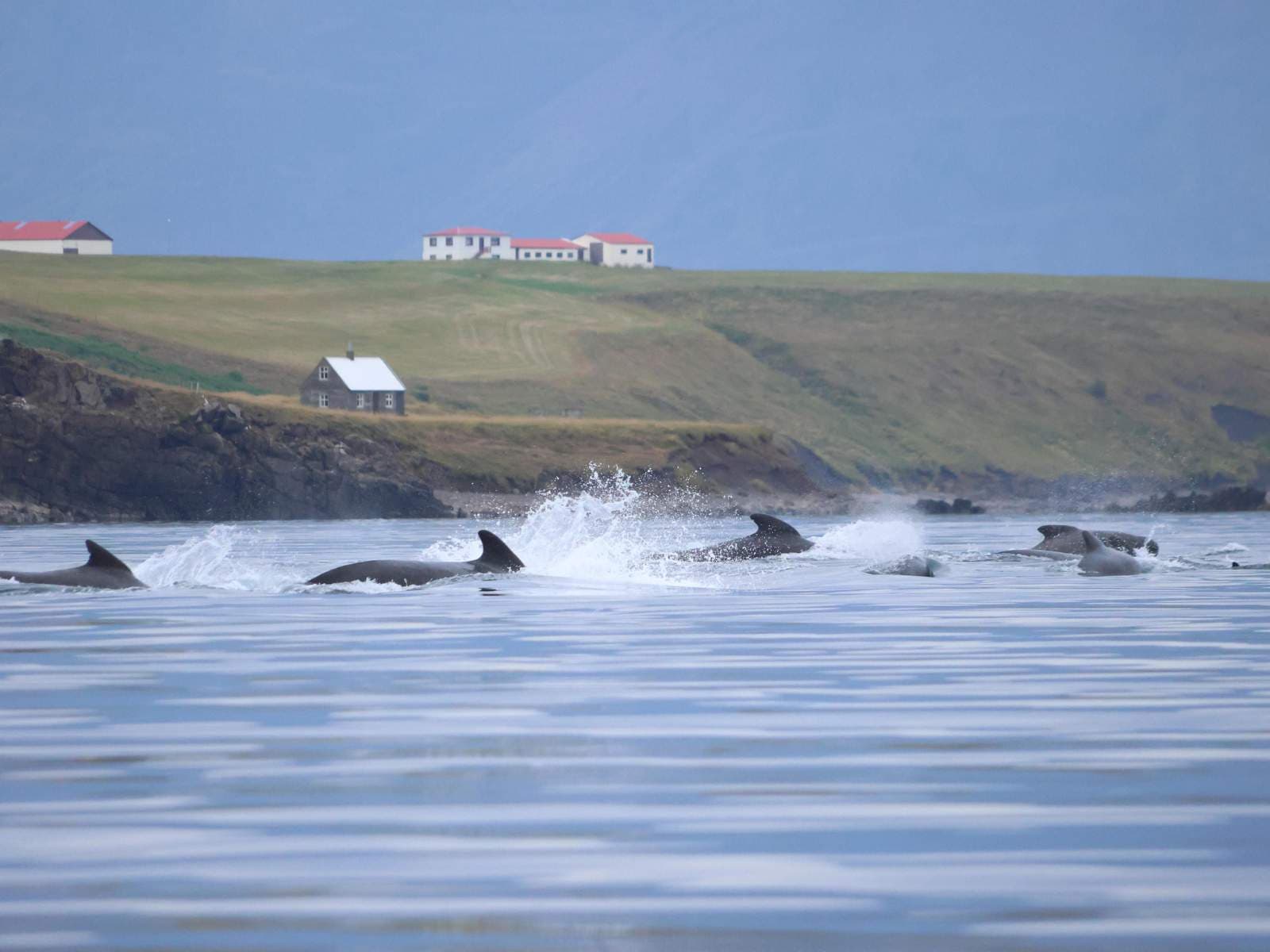 Akureyri Express Whales & Eyjafjord | Iceland
