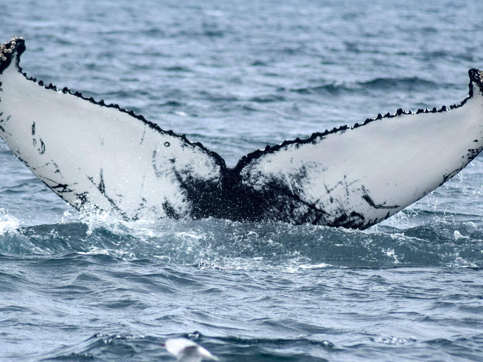 Akureyri Express Whales & Eyjafjord | Iceland