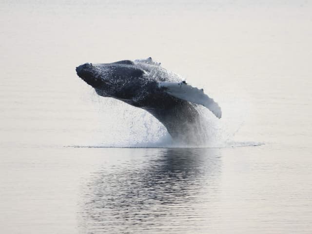 Akureyri Classic Whale Watching | Iceland