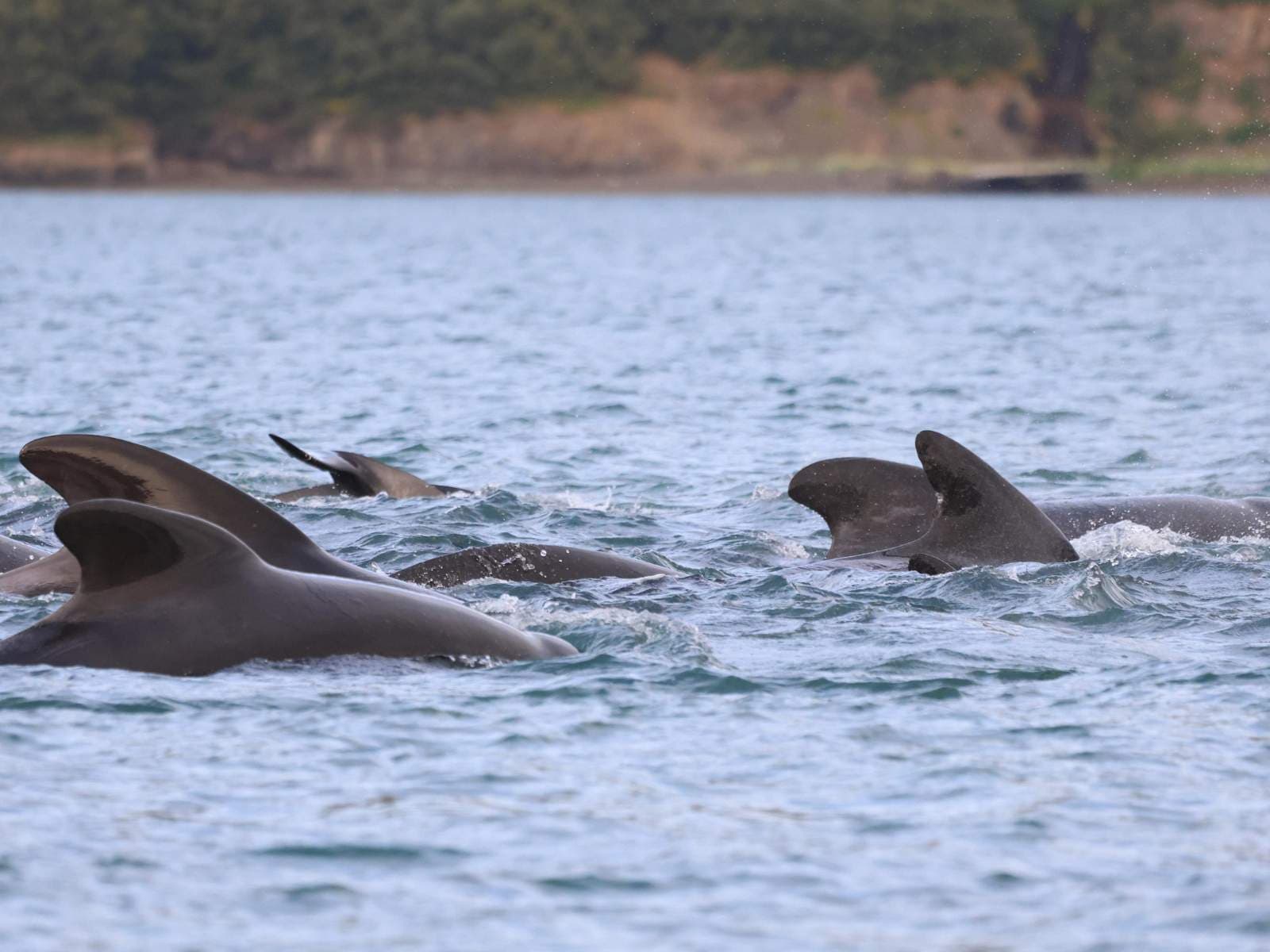Akureyri Express Whales & Eyjafjord | Iceland