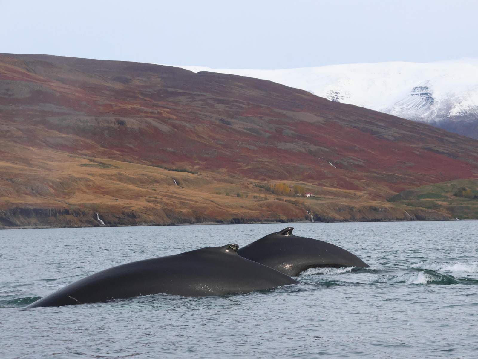 Akureyri Express Whales & Eyjafjord | Iceland