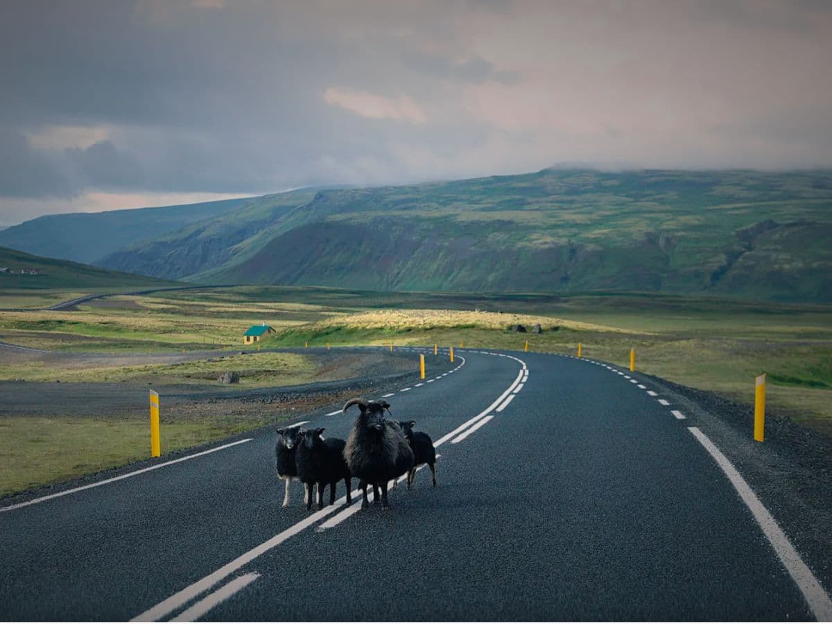 Private Snæfellsnes Peninsula tour | Iceland